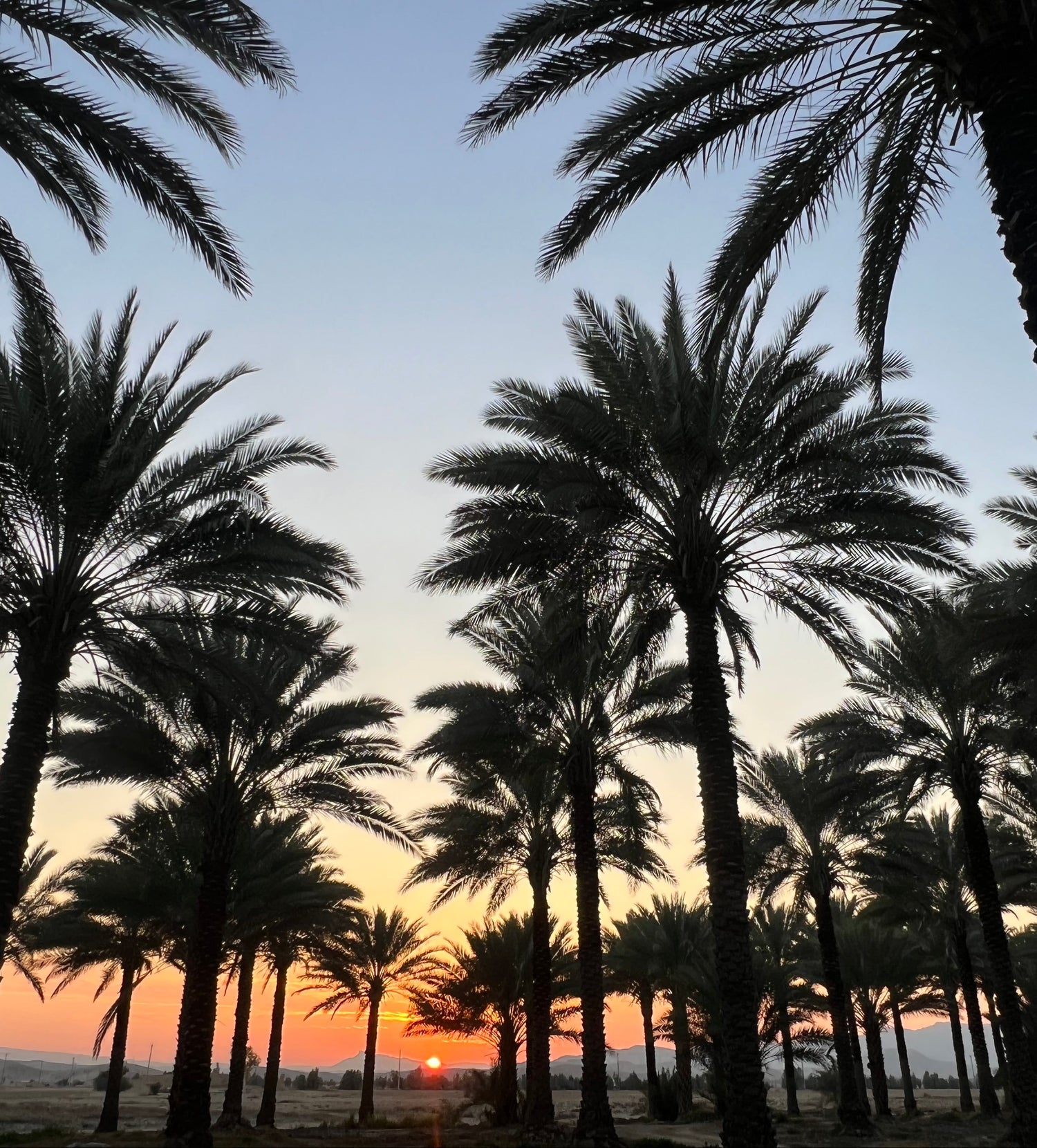 Silhouettes of palm trees against a sunset sky